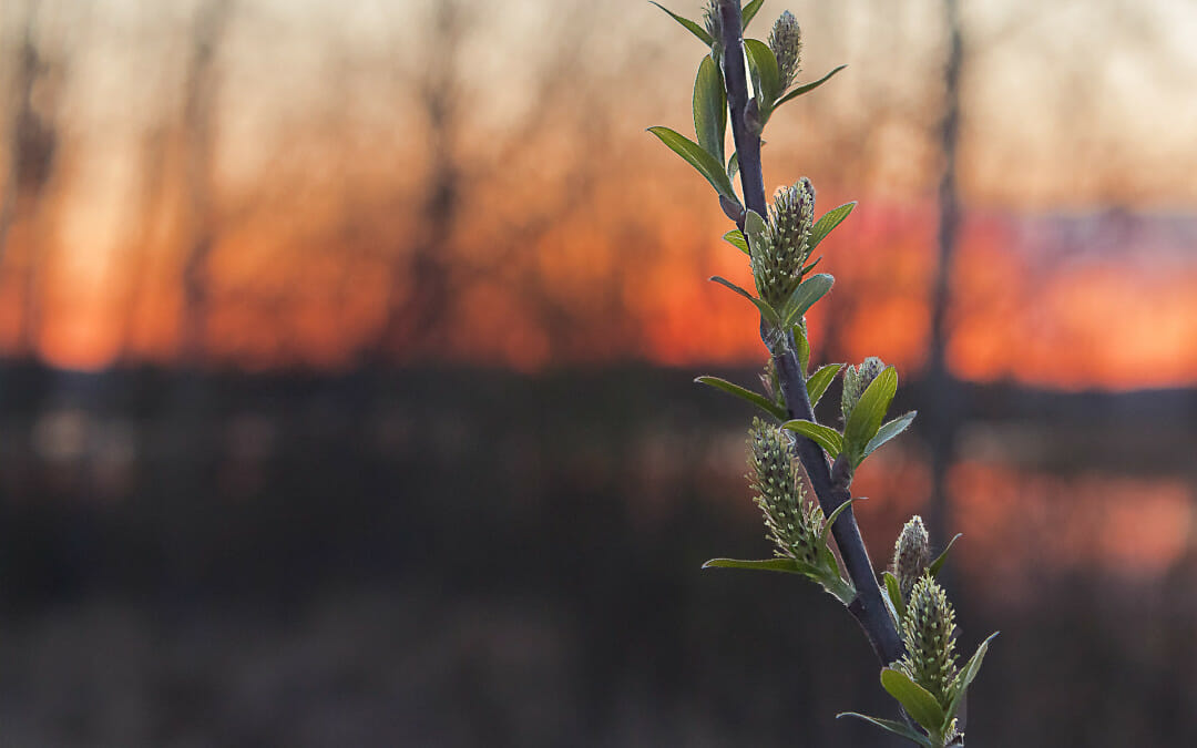 Spring 2016 LOINC Update